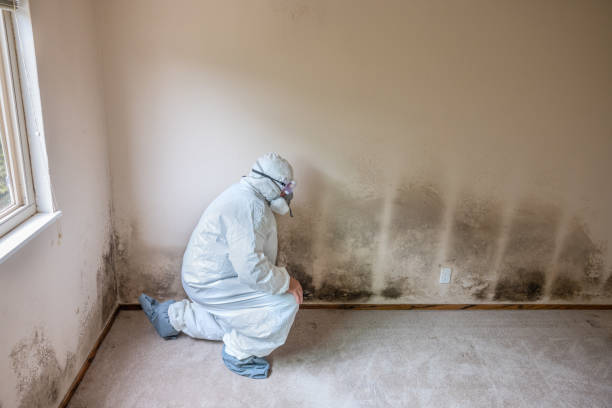 Best Black Mold Removal  in Evergreen, AL
