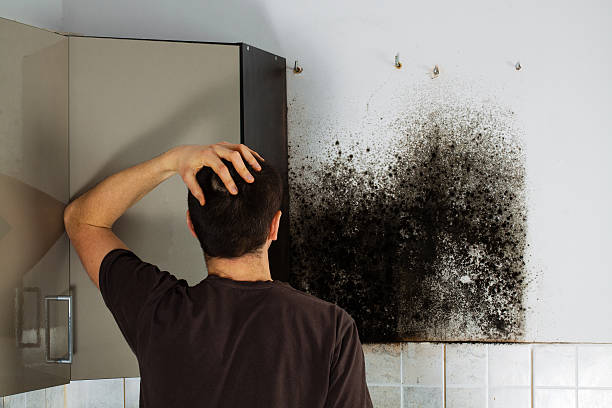 Best Attic Mold Removal  in Evergreen, AL