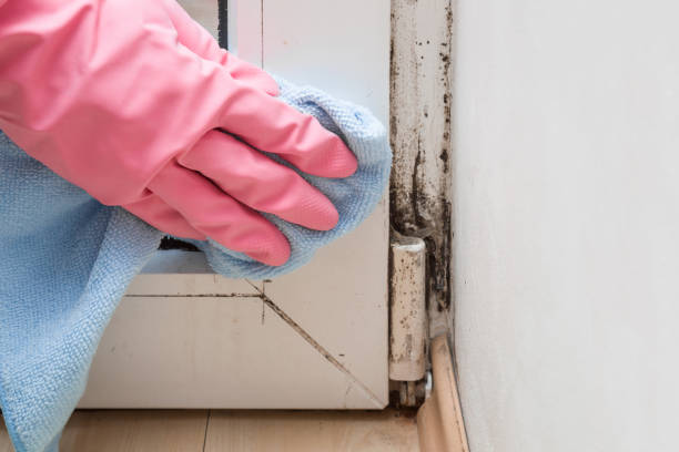 Best Office Mold Removal Services  in Evergreen, AL